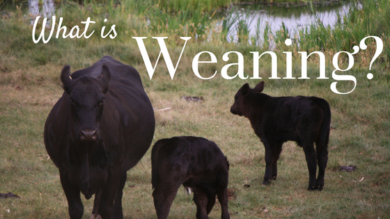 What is Weaning?