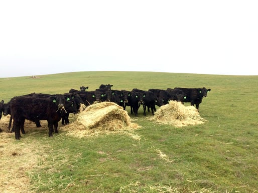 Cattle_Hay_Angus.jpg