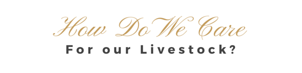 Princess Royal Station South Australia's Premier Feedlot How We Care For Our Animals