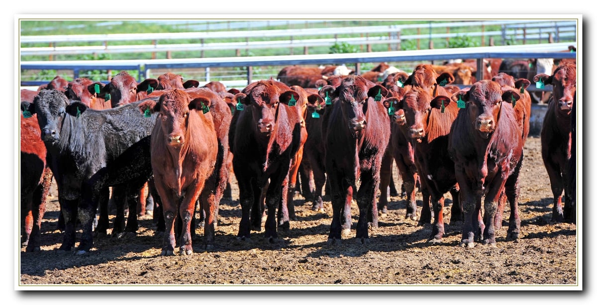 Princess Royal Station Feedlot Facts