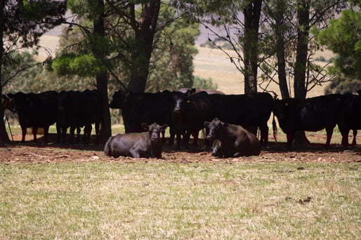 What is Weaning? What is Weaning?