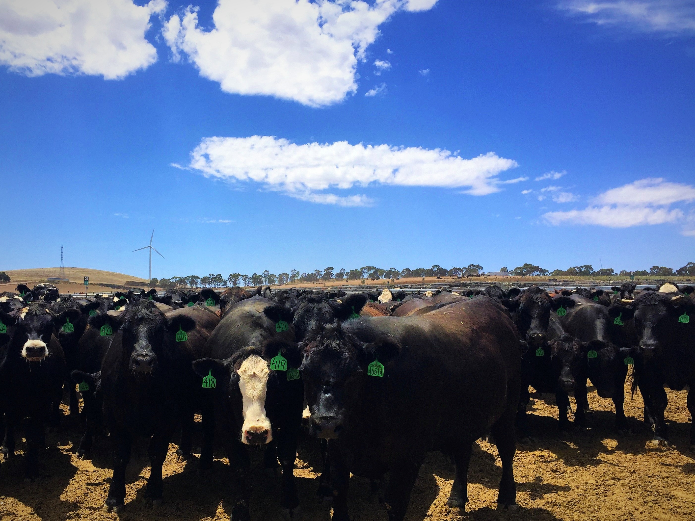 PRS Cattle, Burra South Australia