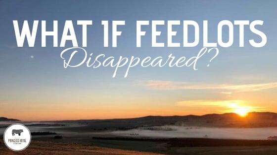What if feedlots disappeared_