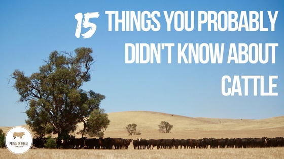 15 things you probably didn't know about cattle