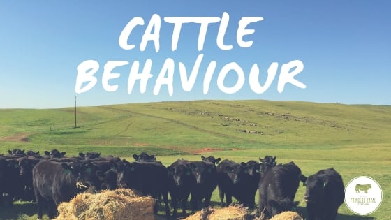 Cattle Bahaviour