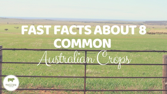 Fast Facts About 8 Common Australian Crops v2