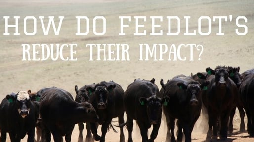 How Do Feedlot's Reduce their Impact.jpg