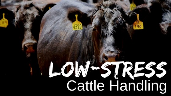 Low-Stress Cattle Handling (1)