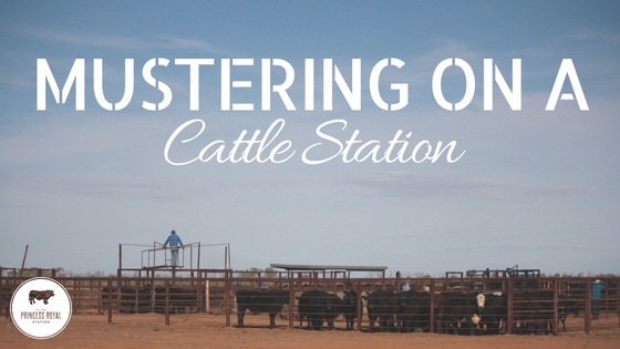 Mustering on a Cattle Station