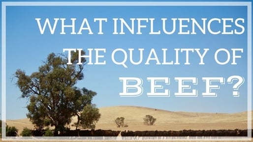 What Influences the Quality of Beef?.jpg