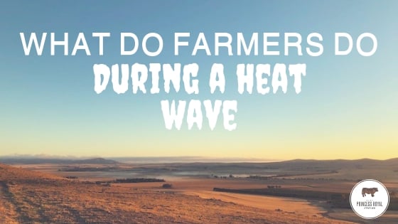 What do farmers do during a heat wave_