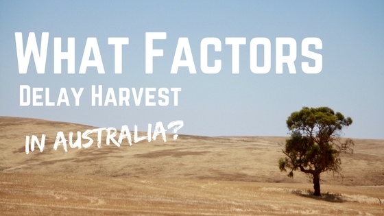 What factors delay harvest in Australia?.jpg