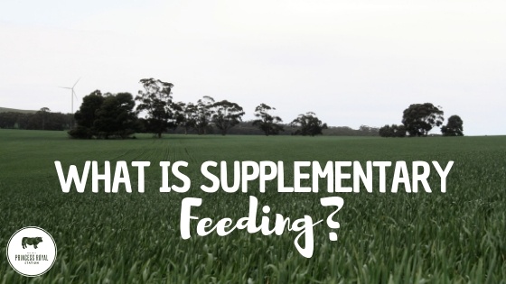 What is supplementary feeding_