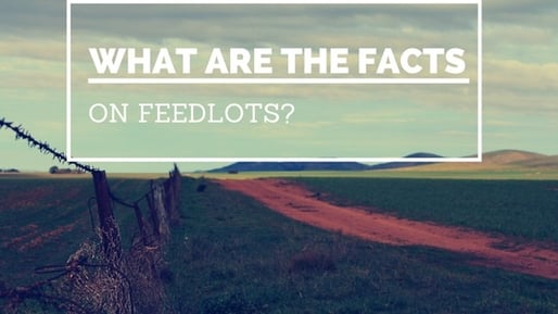 What_are_the_Facts_on_Feedlots.jpg