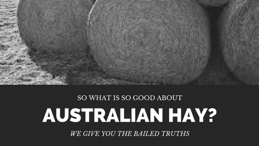 Whats_so_good_about_hay.png