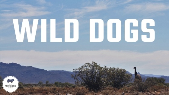 Wild Dogs