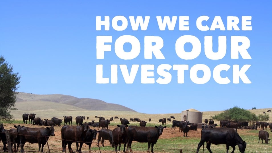 Princess Royal Station SA's Premier Feedlot - How We Care for Our Livestock