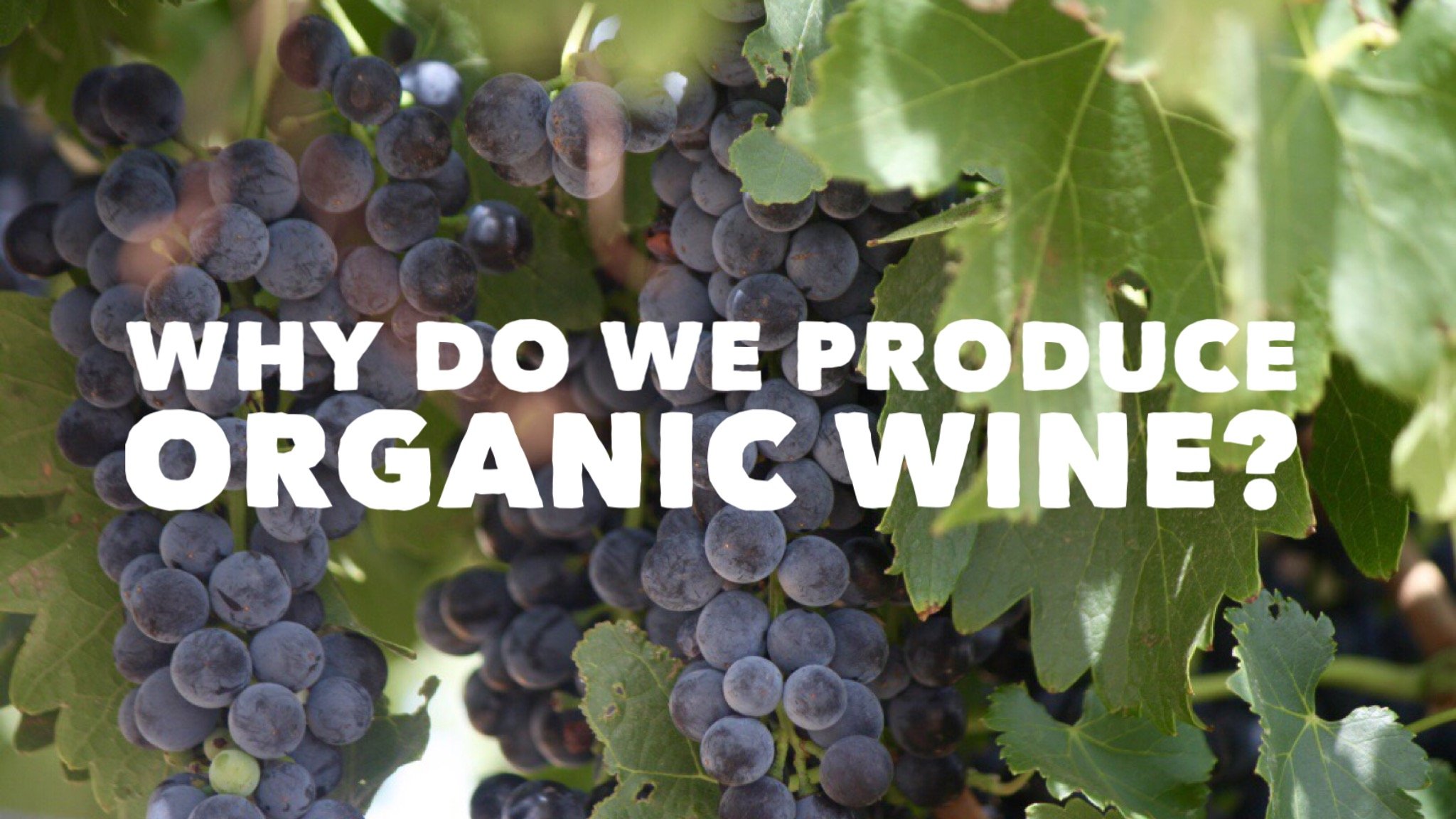 Why Do We Produce Organic Wine?