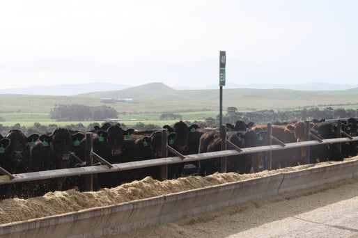 Princess Royal Feedlot.jpg
