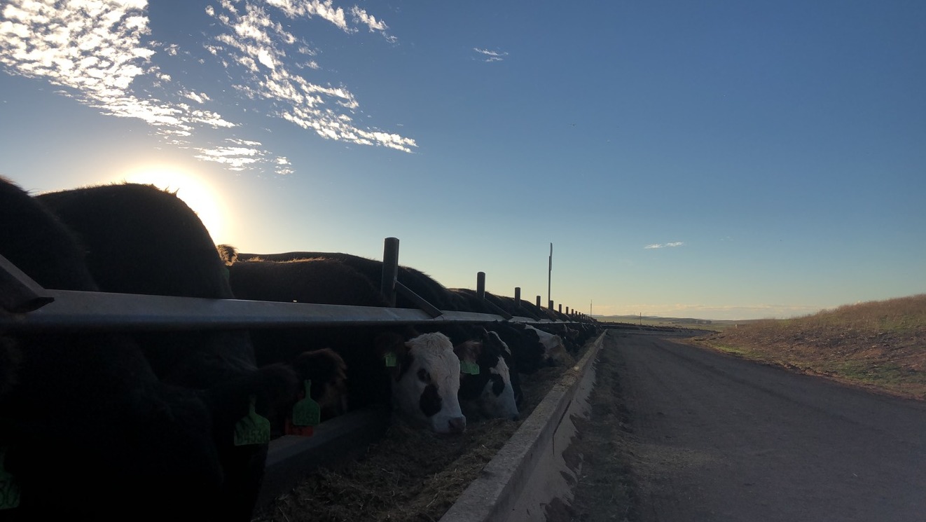 cattle eating feedlot 2019