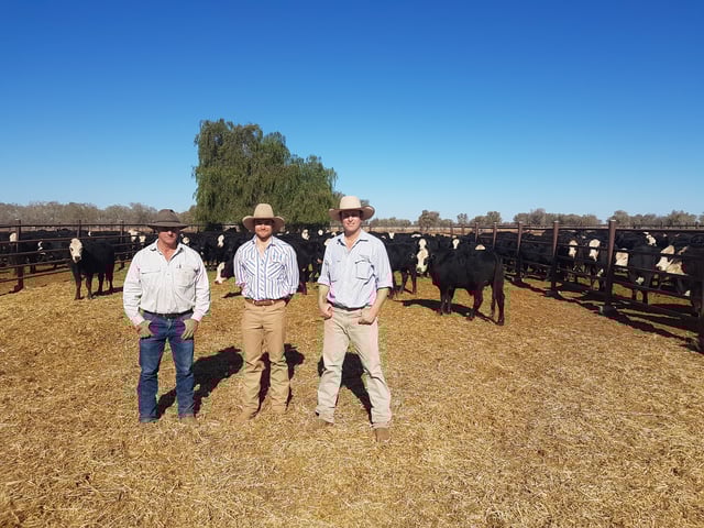 Jack, Luke and David Woolard at the Alice Springs Sale, NT