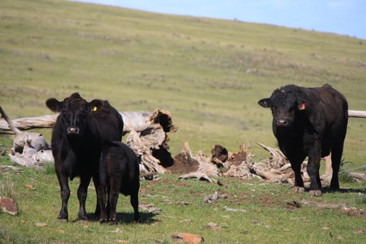 Princess Royal Station Bread Angus Cattle