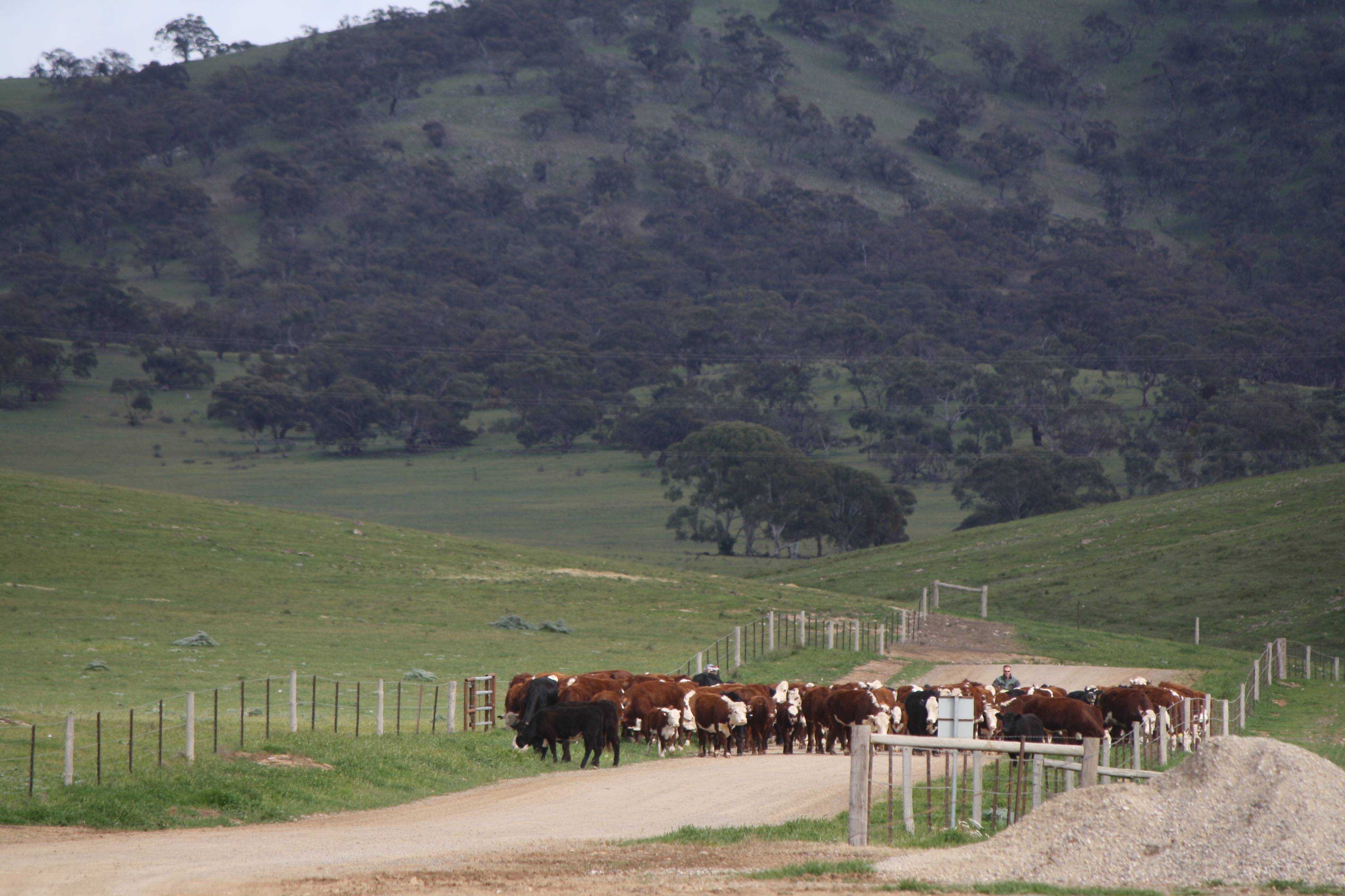 Princess Royal Station How We Care for our Livestock