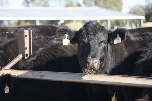 cow_angus_1.jpg