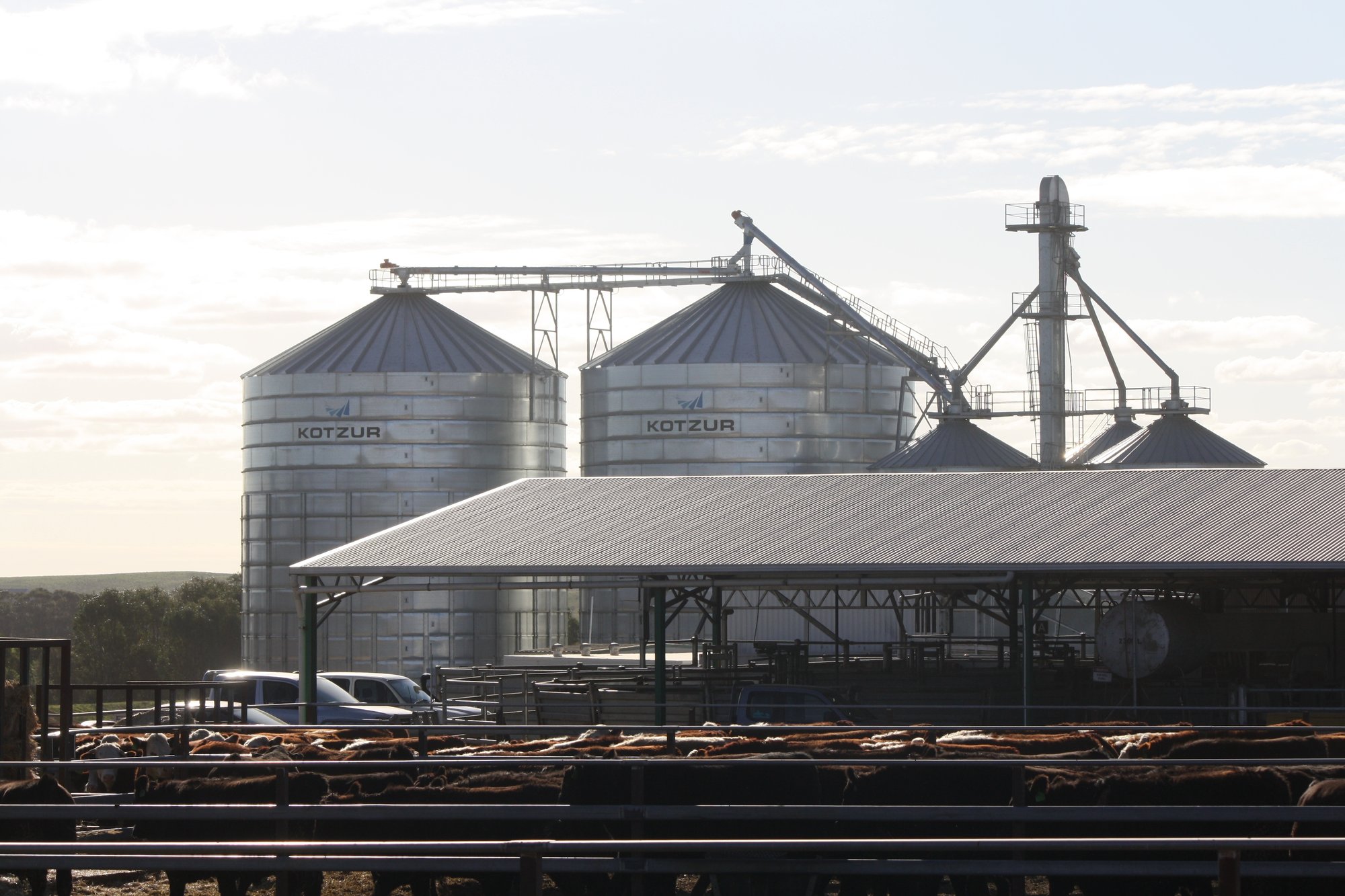 feedlot_3