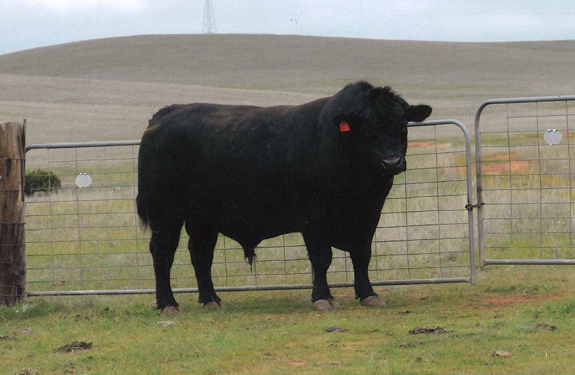 Princess Royal Station Angus Beef Cattle