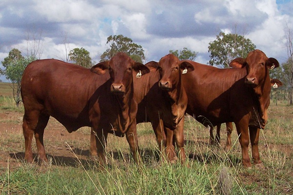 Princess Royal Station Droughtmaster and Droughtmaster Cross Cattle