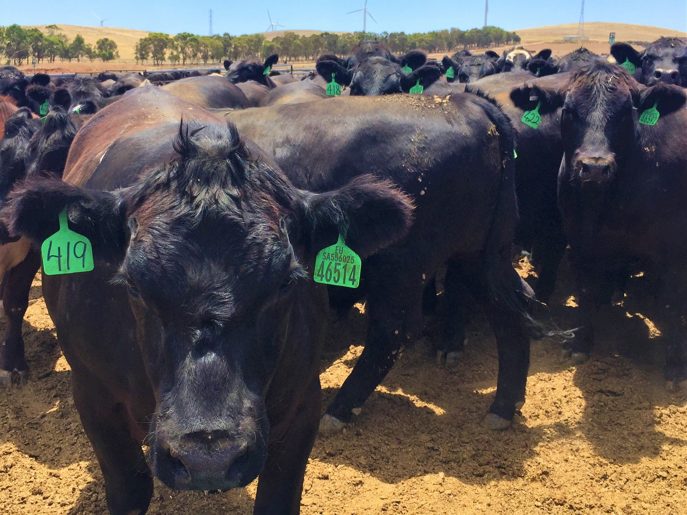 Princess Royal Feedlot