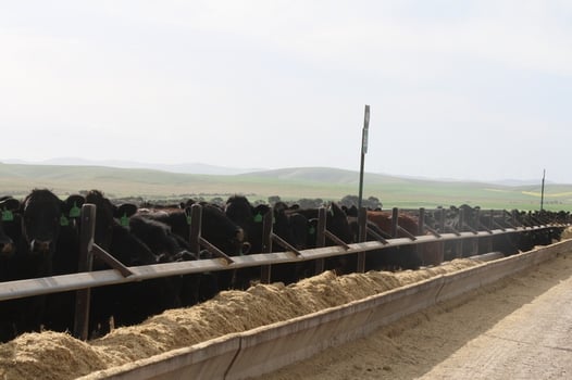 feedlot-cattle.jpg