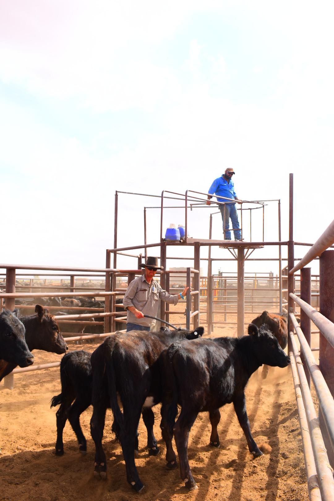 Mustering Rack Mustering on a Cattle Station