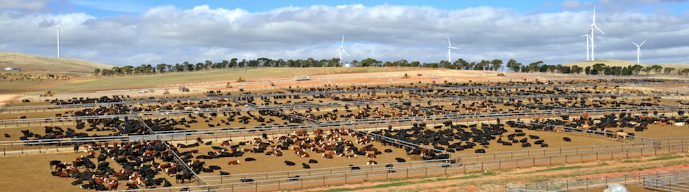 Princess Royal Station Feedlot