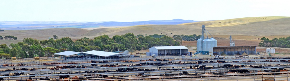 Princess Royal Station Feedlot