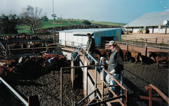 Simon Jack Bob Clare Feedlot Drafting (Sent).jpg