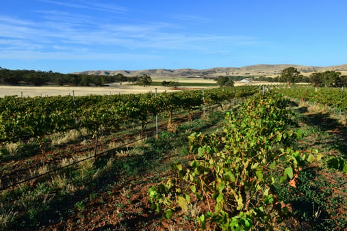 Burra Creek Wines, South Australia