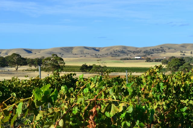 BURRA_VINEYARD.jpg