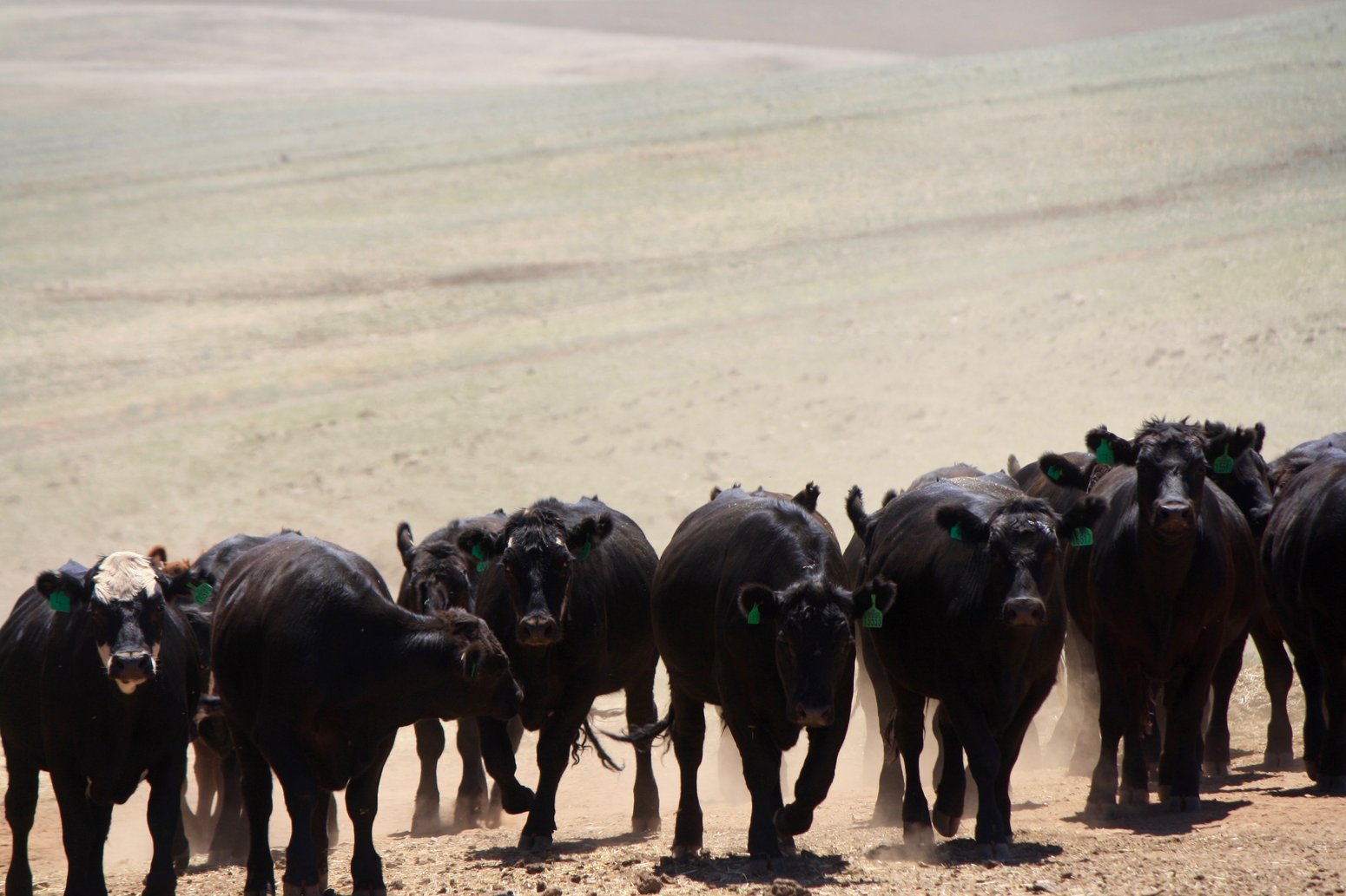 What is a feedlots role in the supply chain?