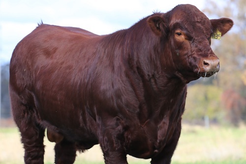 Princess Royal Station Shorthorn and Shorthorn Cross Cattle