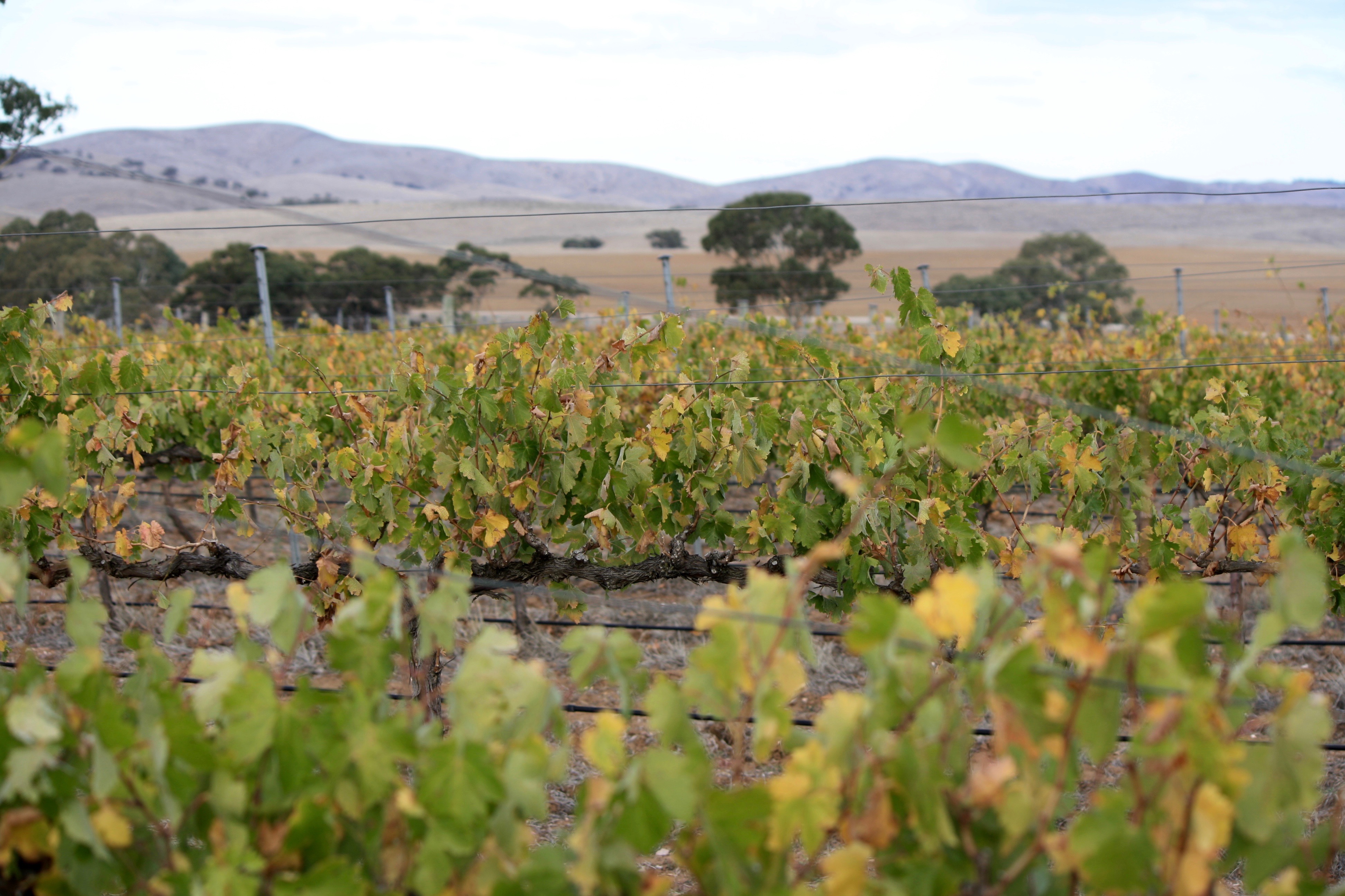 Burra Creek Wines Organic SA.jpg