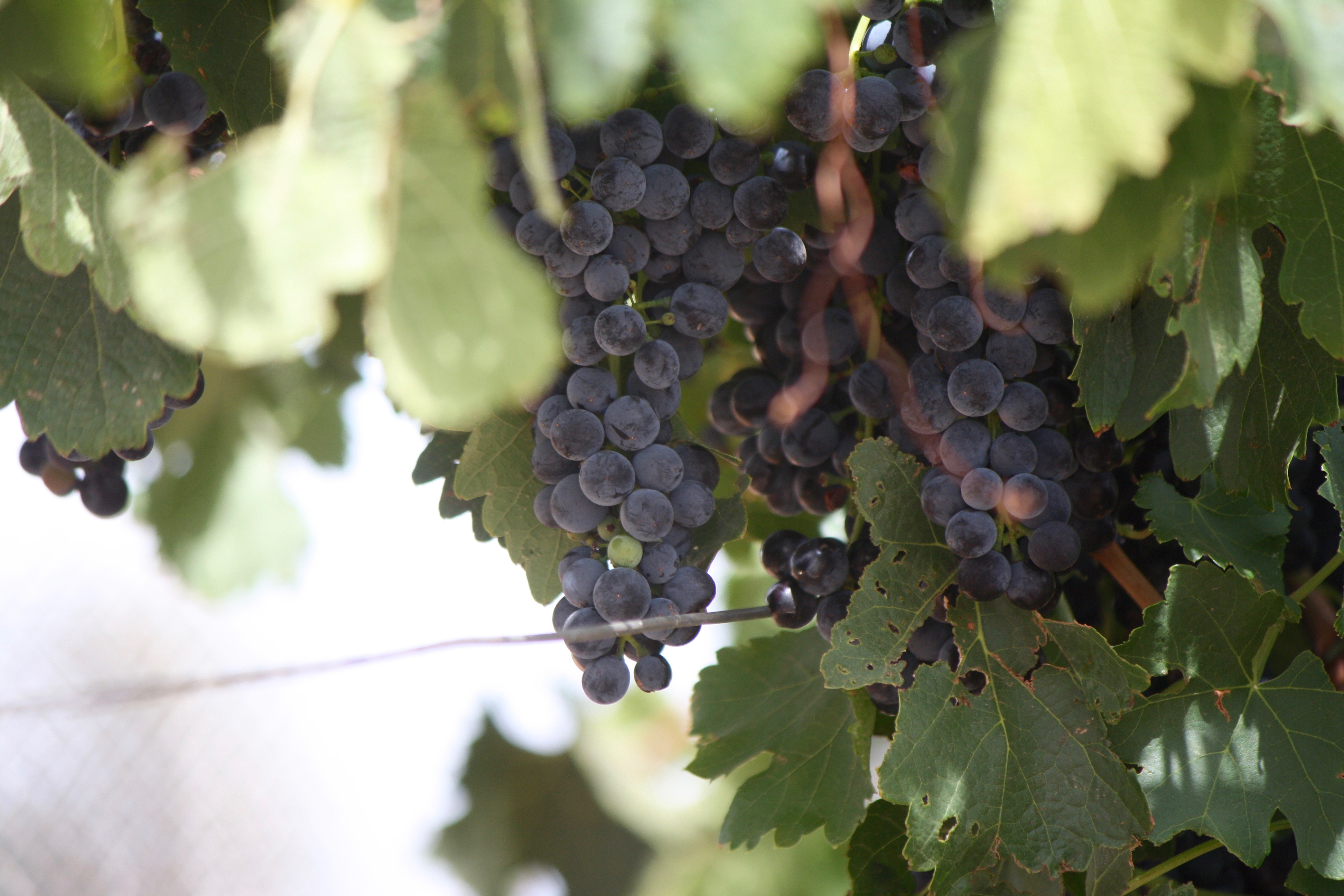 BCW-vine-grapes.jpg