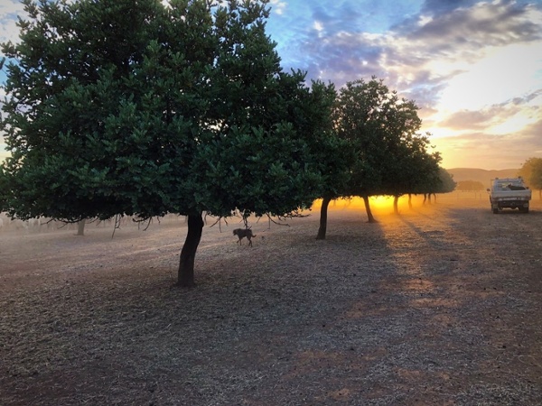 Carob-Trees-Princess-Royal.jpeg