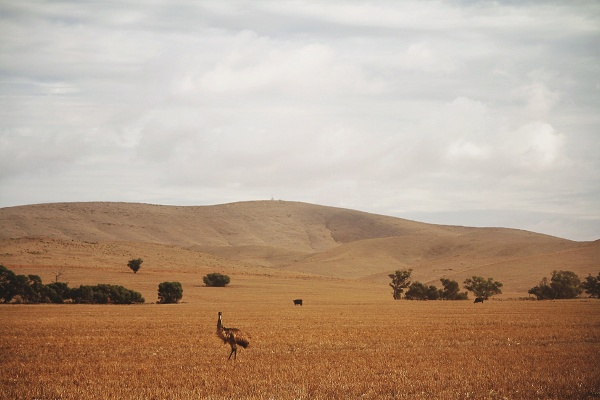 Emu_Princess_Royal.jpg