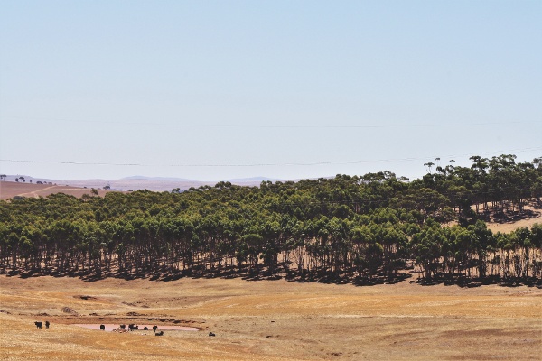 Princess Royal Feedlot Burra, SA-033323-edited.jpg