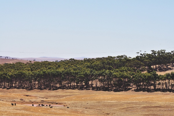 Princess Royal Feedlot Burra, SA-033323-edited.jpg