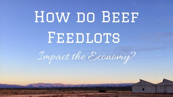 How do beef feedlots impact the economy-.jpg