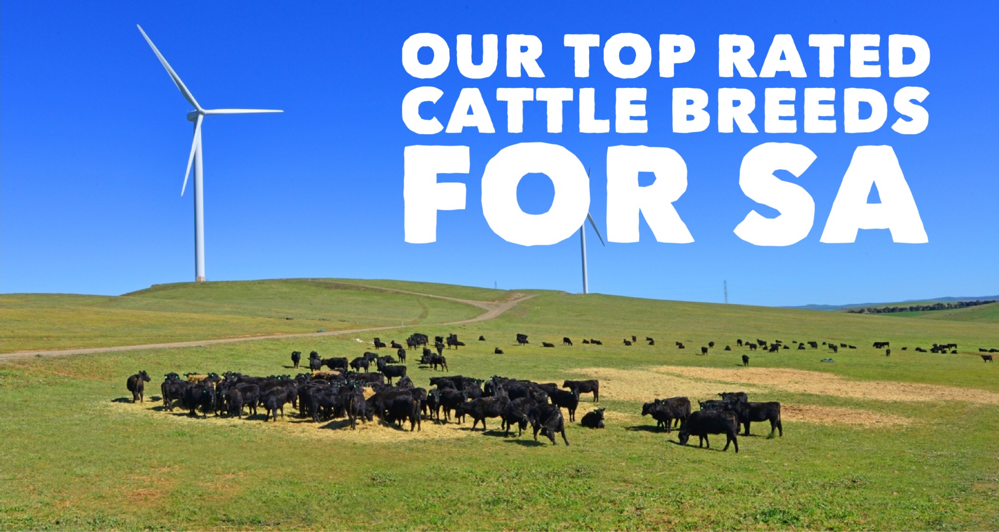 Our-Top-Rated-Cattle-Breeds-For-SA.jpg