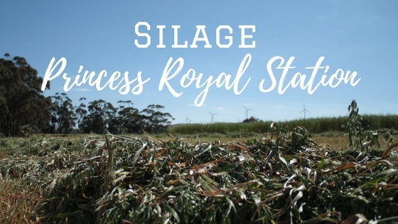 Silage - Princess Royal Station.jpg